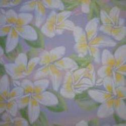 Samoa White Frangipani
