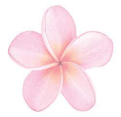 Pink-Frangipani-Seals-packof12