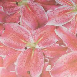 Oriental-Lily-Paper